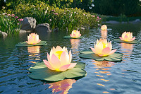 装饰莲花水景灯：诗意光影，点缀水景之美