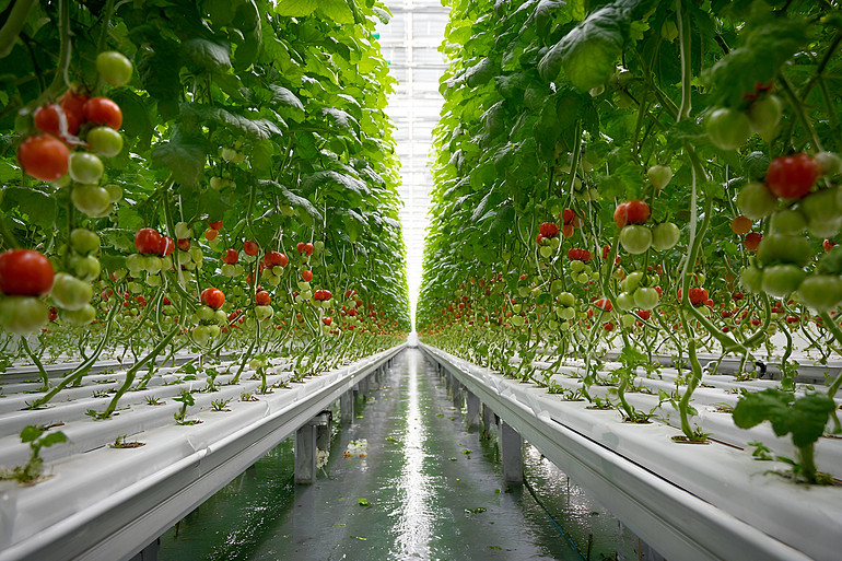 植物照明的2025年：技术与品牌双轮驱动下的新变局