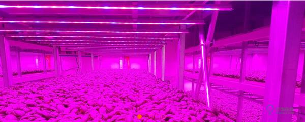 LED植物照明点亮意大利垂直农场  产量提高了两倍