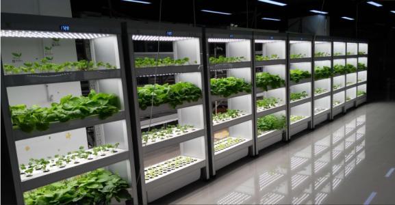 京東建1萬(wàn)平植物工廠：蔬菜不洗就能吃
