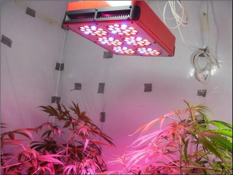 LED植物生長燈的發(fā)展前景分析