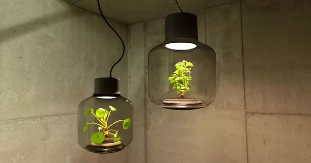 在你的灯里养一些植物，看起来其实没那么怪