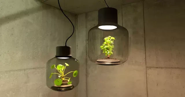 在你的燈里養(yǎng)一些植物，看起來其實沒那么怪