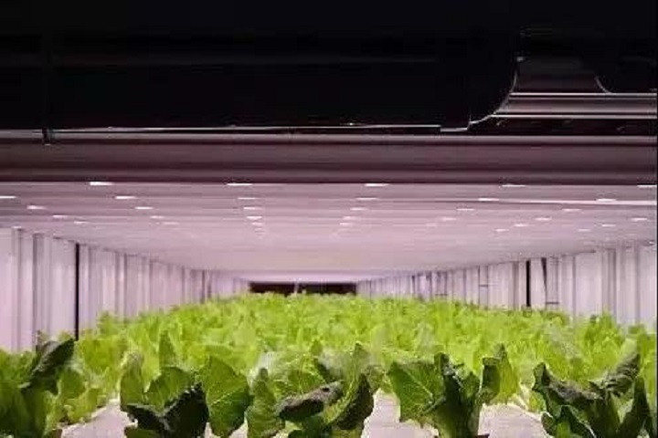 顛覆LED新應(yīng)用 昕諾飛秀可見光通訊 植物照明成果