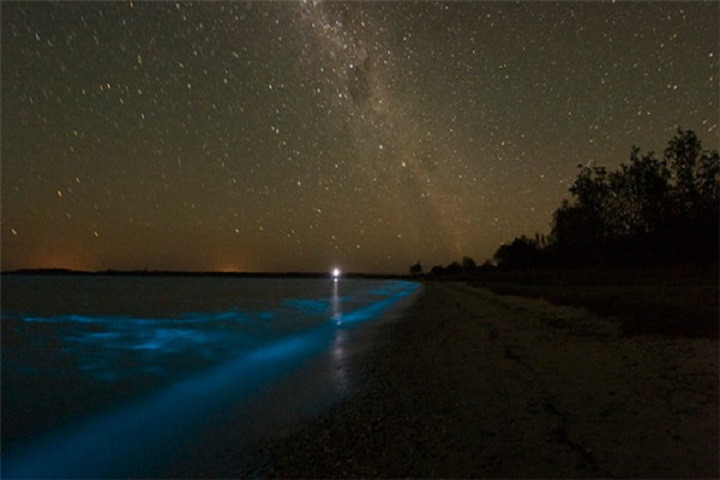 生物發(fā)光燈 模擬夜光海岸