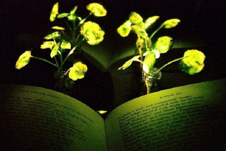 讓植物自動(dòng)發(fā)光來提供照明   或?qū)⑷〈鄶?shù)燈具