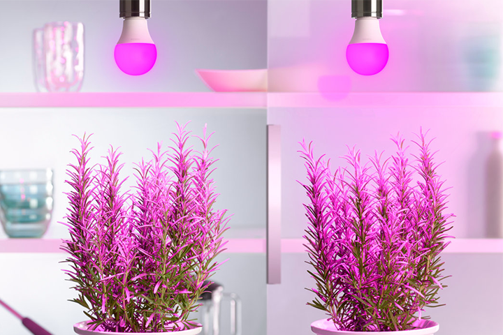 紫光的力量助力植物照明