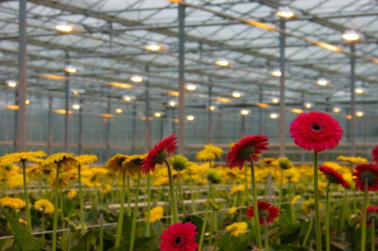 植物照明進入“全光譜”時代，細分市場潛力幾何？