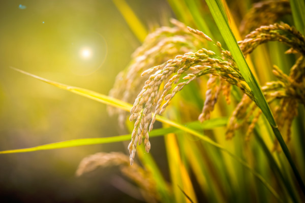 注意！这项指令从9月1日起强制执行/智能照明发展趋势/在植物工厂环境下实现水稻生长周期减半丨一周行业资讯