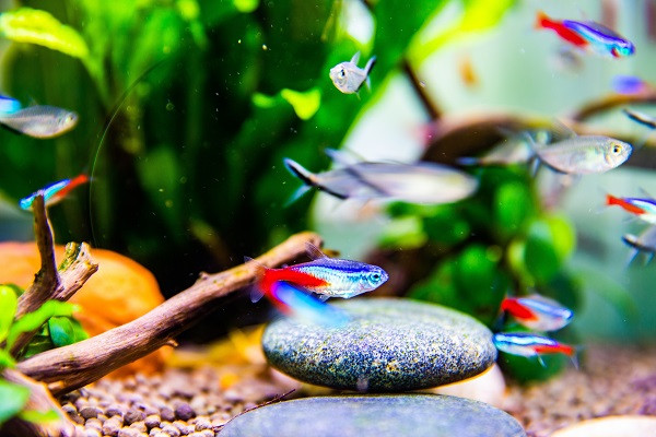 七彩魚缸燈怎么樣 適合選擇嗎