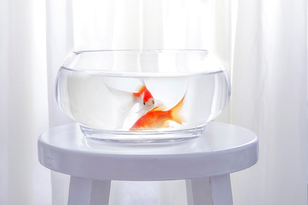 魚缸燈那個好 看看如何購買